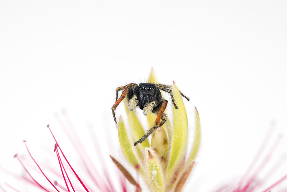 Philaeus Chrysops